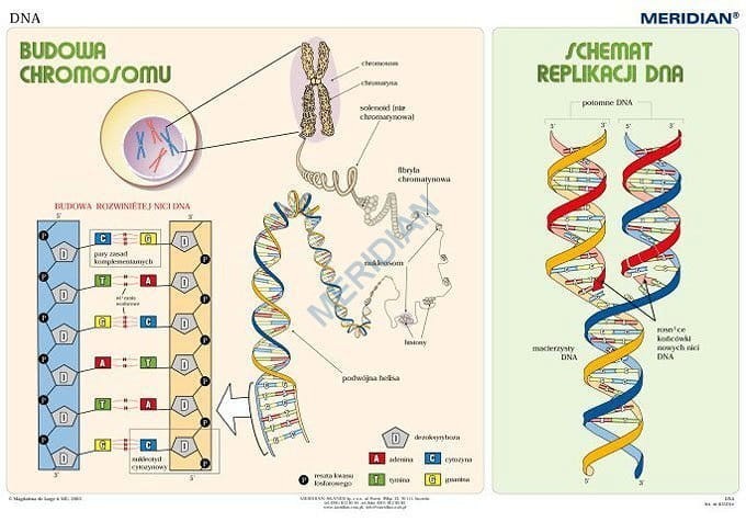 Podstawy genetyki DNA.jpg