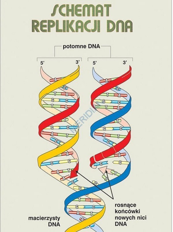 Podstawy genetyki DNA2.jpg