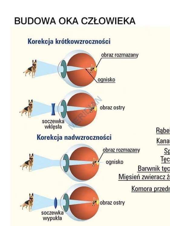 Budowa oka. Plansza edukacyjna 160 x 120 cm. Drewniane półwałki