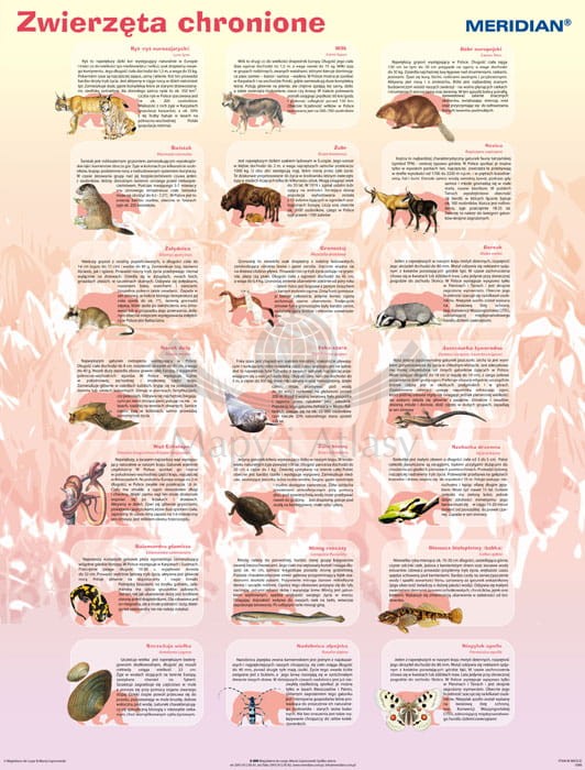 Zwierzęta chronione w Polsce. Plansza edukacyjna. Drewniane półwałki