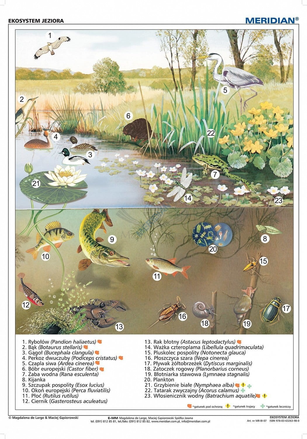 Ekosystem jeziora. Plansza edukacyjna. Drewniane półwałki