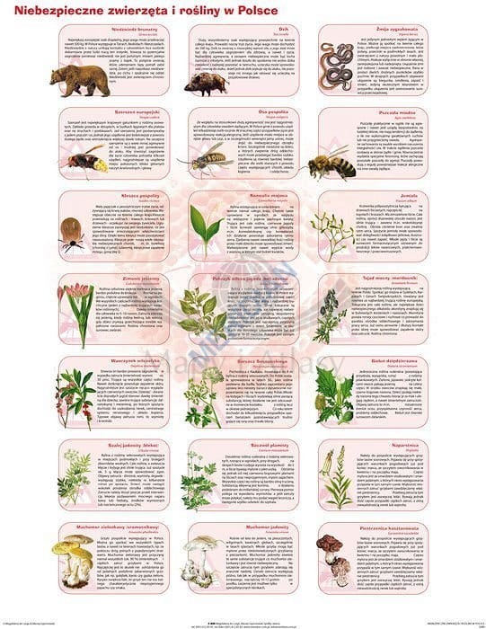 Niebezpieczne zwierzęta i rośliny w Polsce. Plansza edukacyjna. Drewniane półwałki