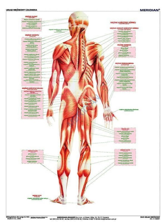 DUO Układ mięśniowy człowieka4.jpg
